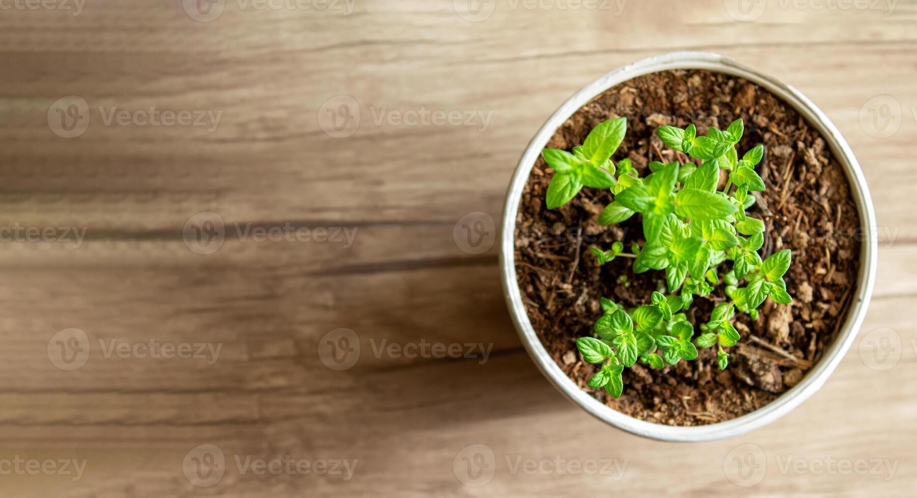 Mint grows in a pot, decorating the interior, creating an, eco-friendly environment in the room, and creating a spring mood photo