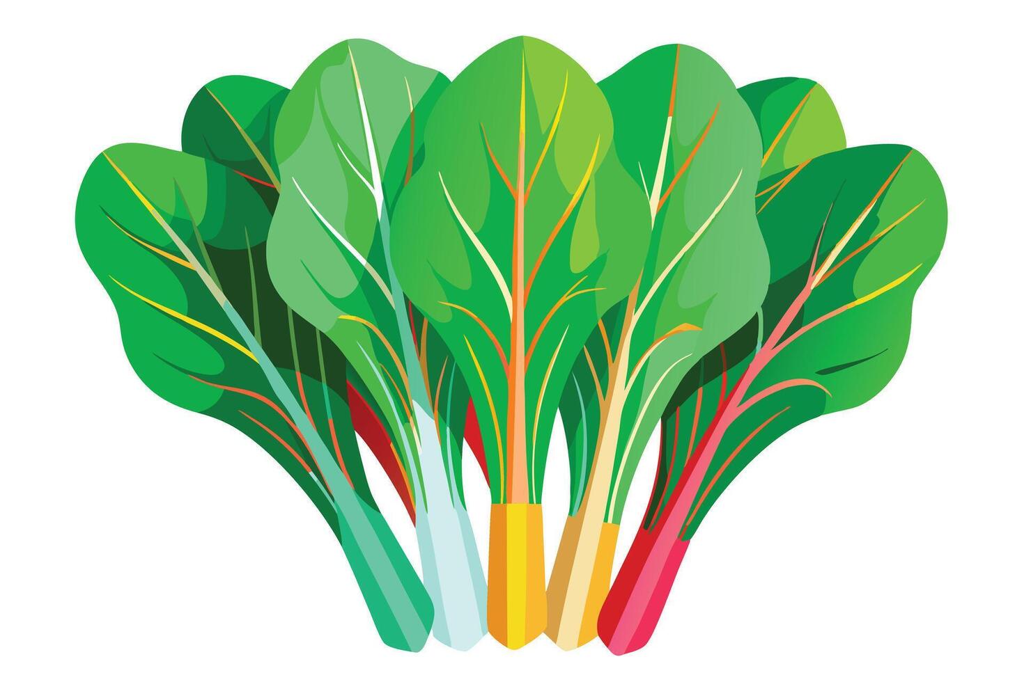 illustration of fresh Swiss chard leaves vector