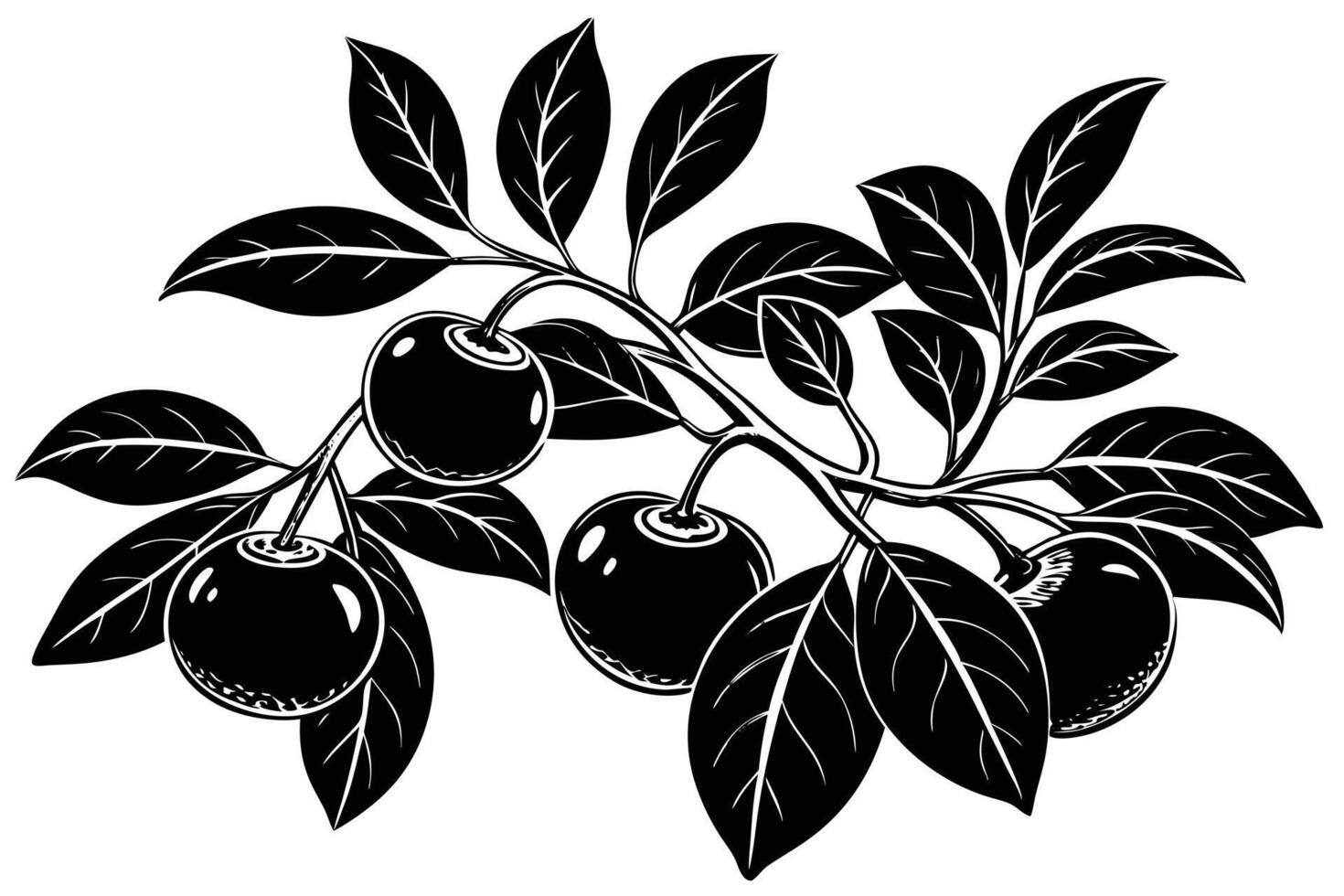 Elegant Black and White Illustration of a Persimmon Branch with Fruit and Leaves vector