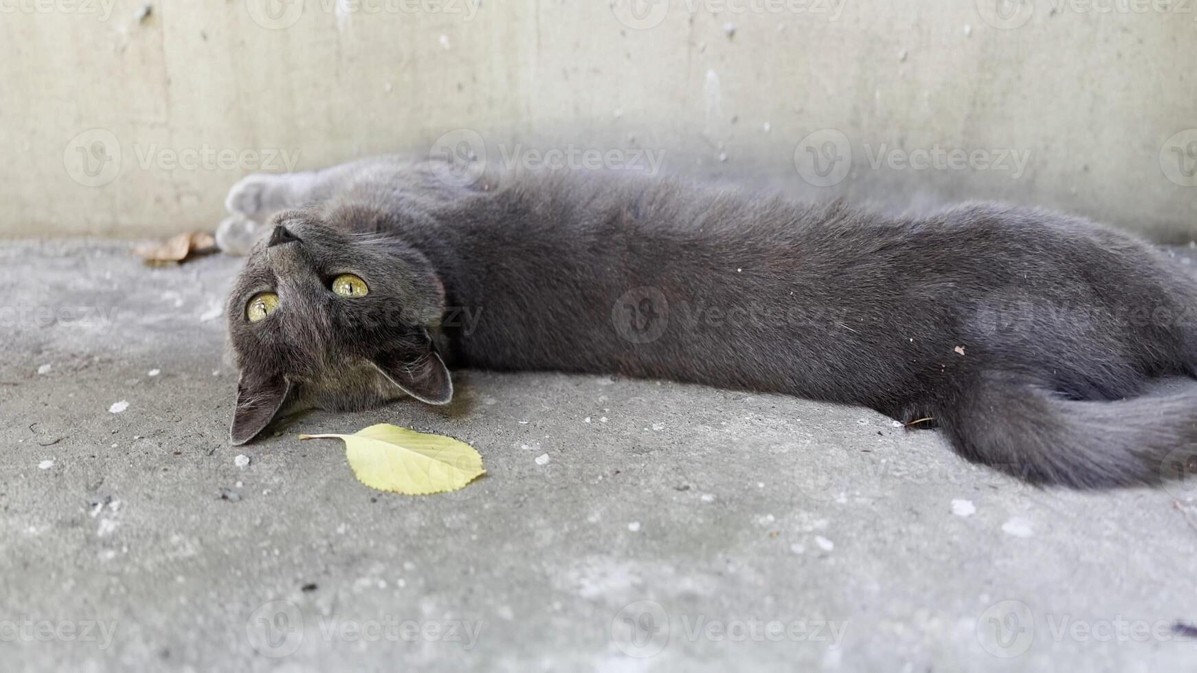 Cute funny kitten lying on back and relaxing at concrete path. Pretty gray kitty looking into camera outside. Beautiful cat resting outdoor. Concept of adorable domestic animal. Close up photo