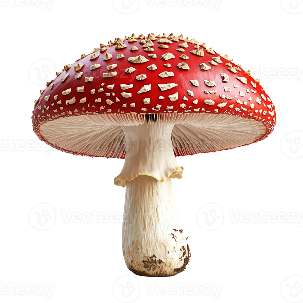 A vibrant red mushroom with white spots and a smooth stem. png