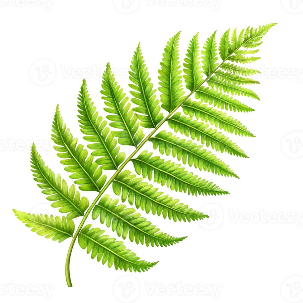 Beautiful green fern leaf with intricate texture and vibrant color. png