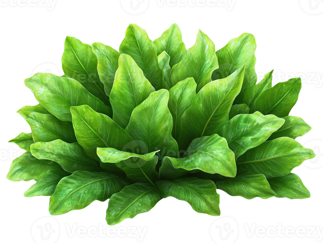Lush green foliage for enhancing indoor or outdoor spaces. png