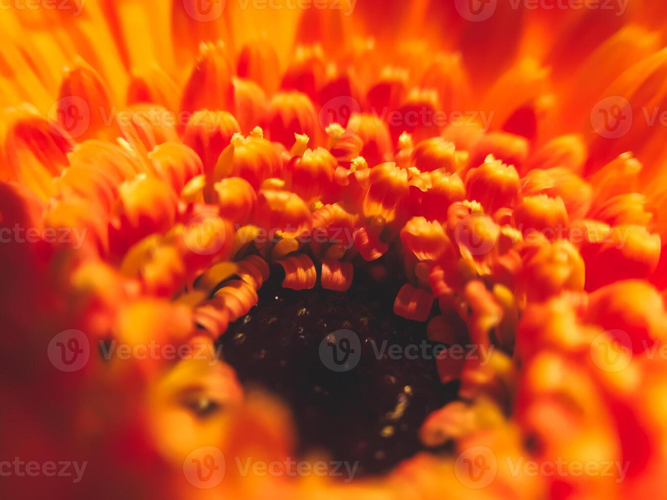 The image is of a close up of a flower with a red center and orange petals photo