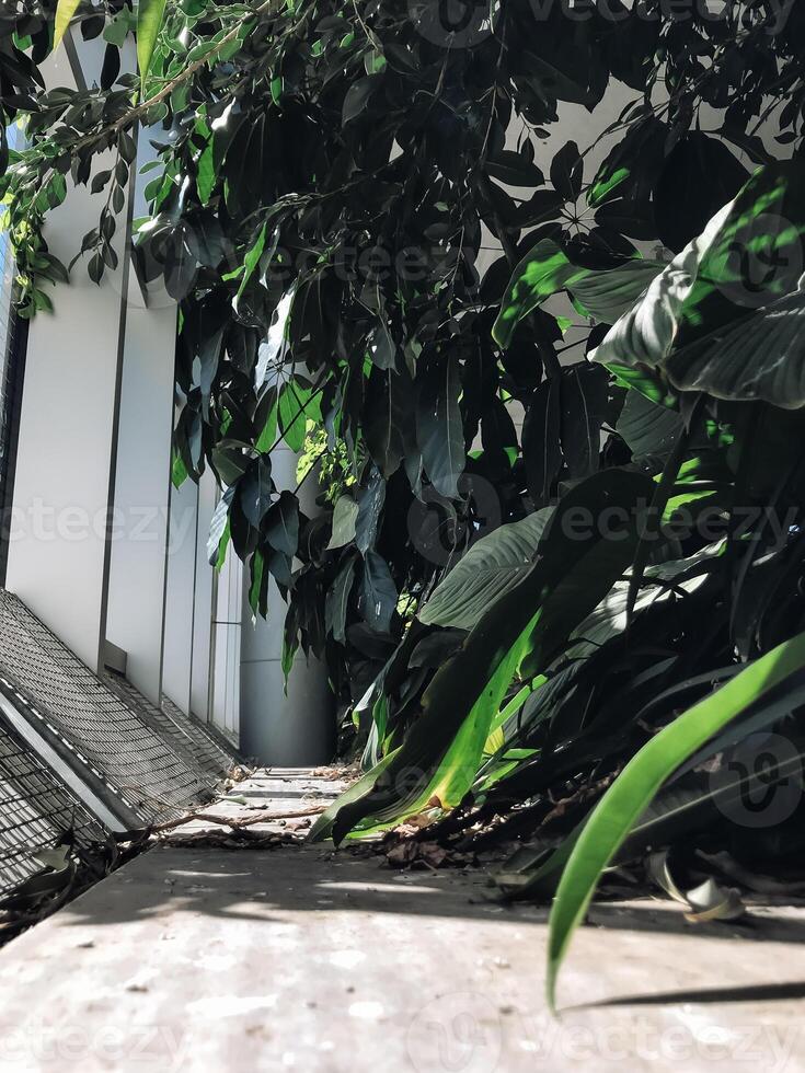 A lush green jungle with a white wall in the background photo