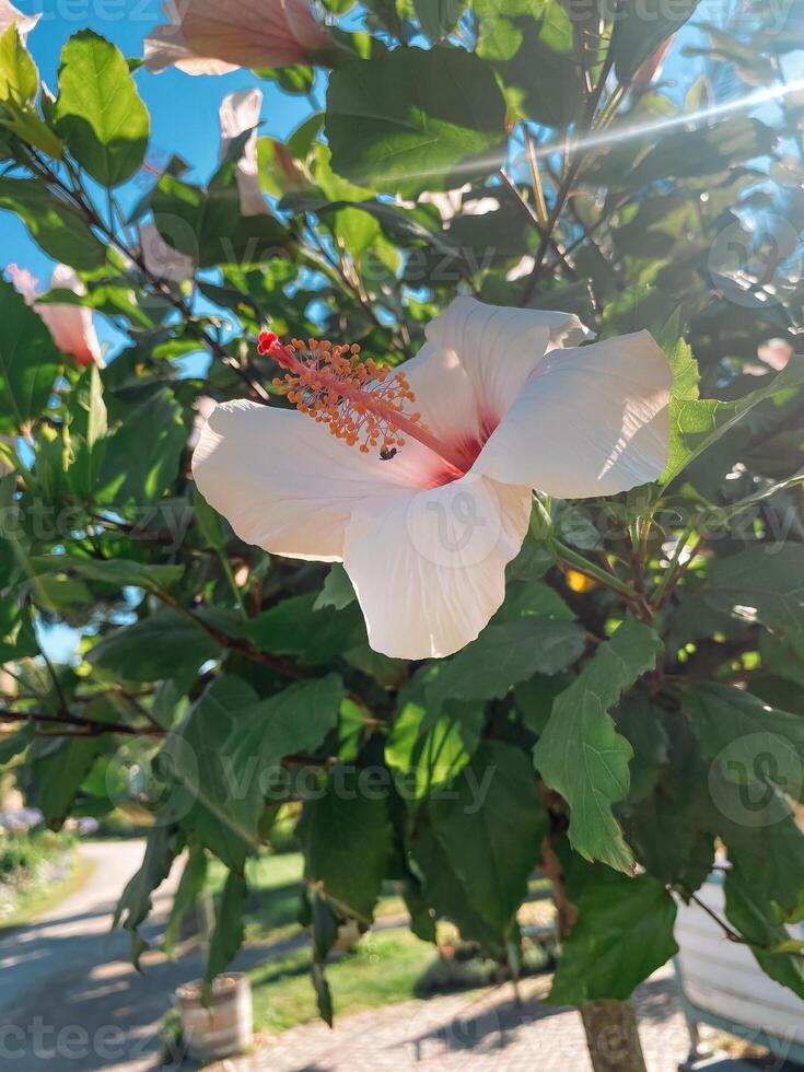 Flower with a red center and white petals photo