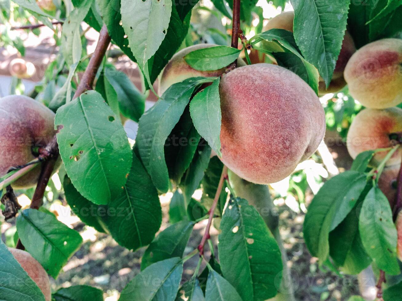 A tree with green leaves and a peach hanging from it photo