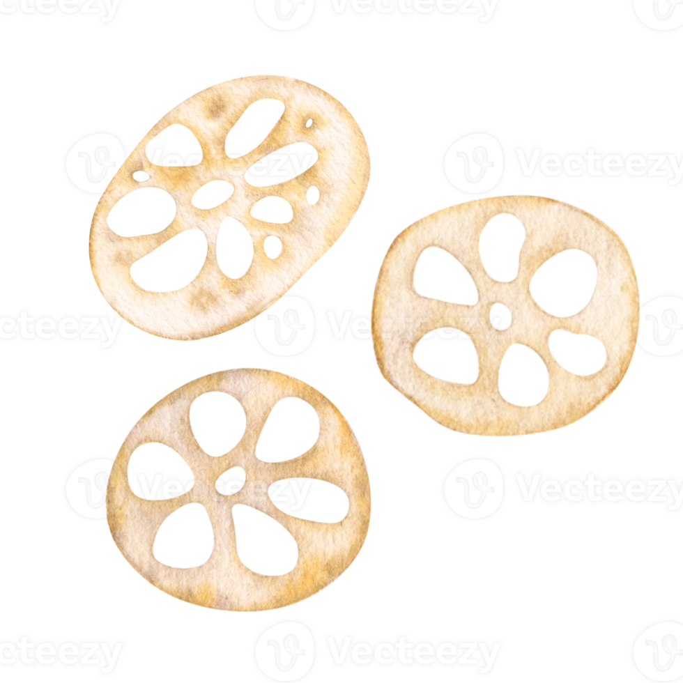 Lotus root peeled and sliced, dried. Asian food. Isolated on background watercolor monochrome hand drawn illustration. For decoration, design, packaging, logo png