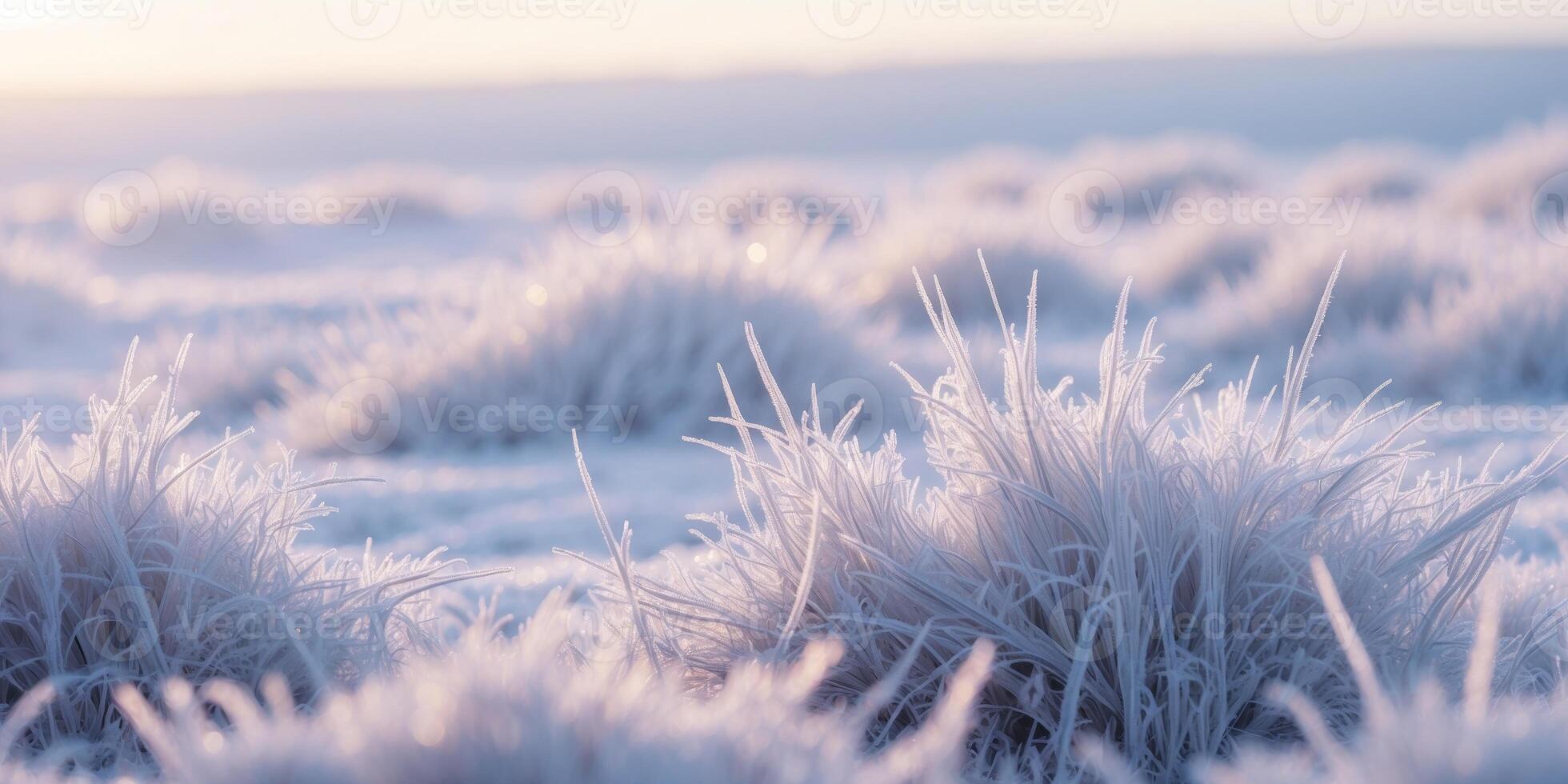 Frosty grasses in the morning light photo