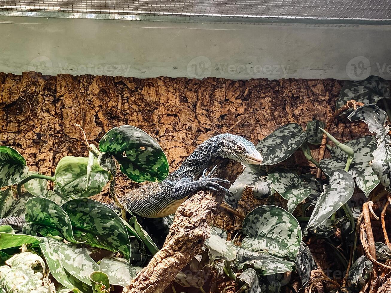 Lizard is sitting on a branch of a plant photo