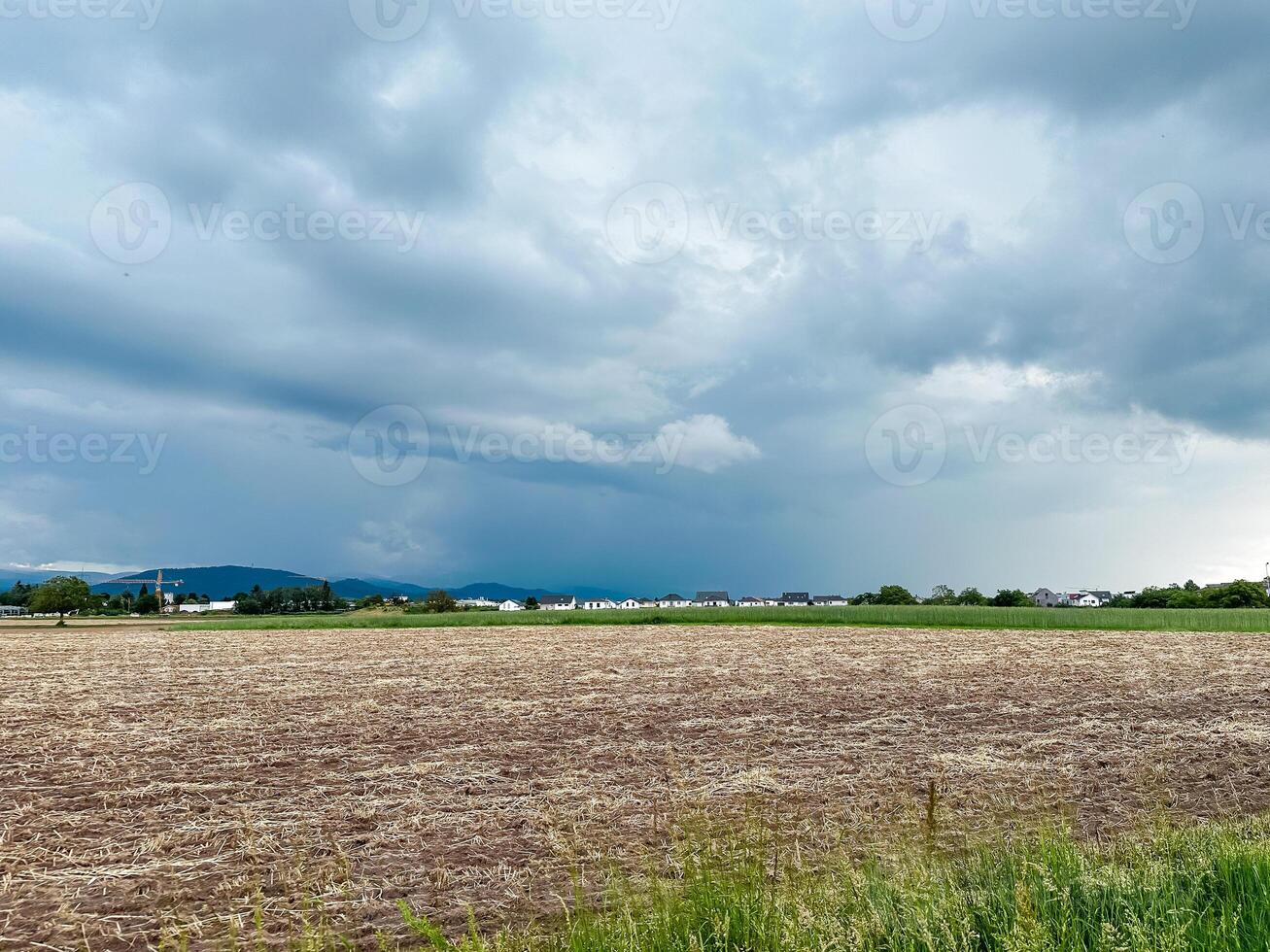 Field of crops is shown with a storm in the background photo