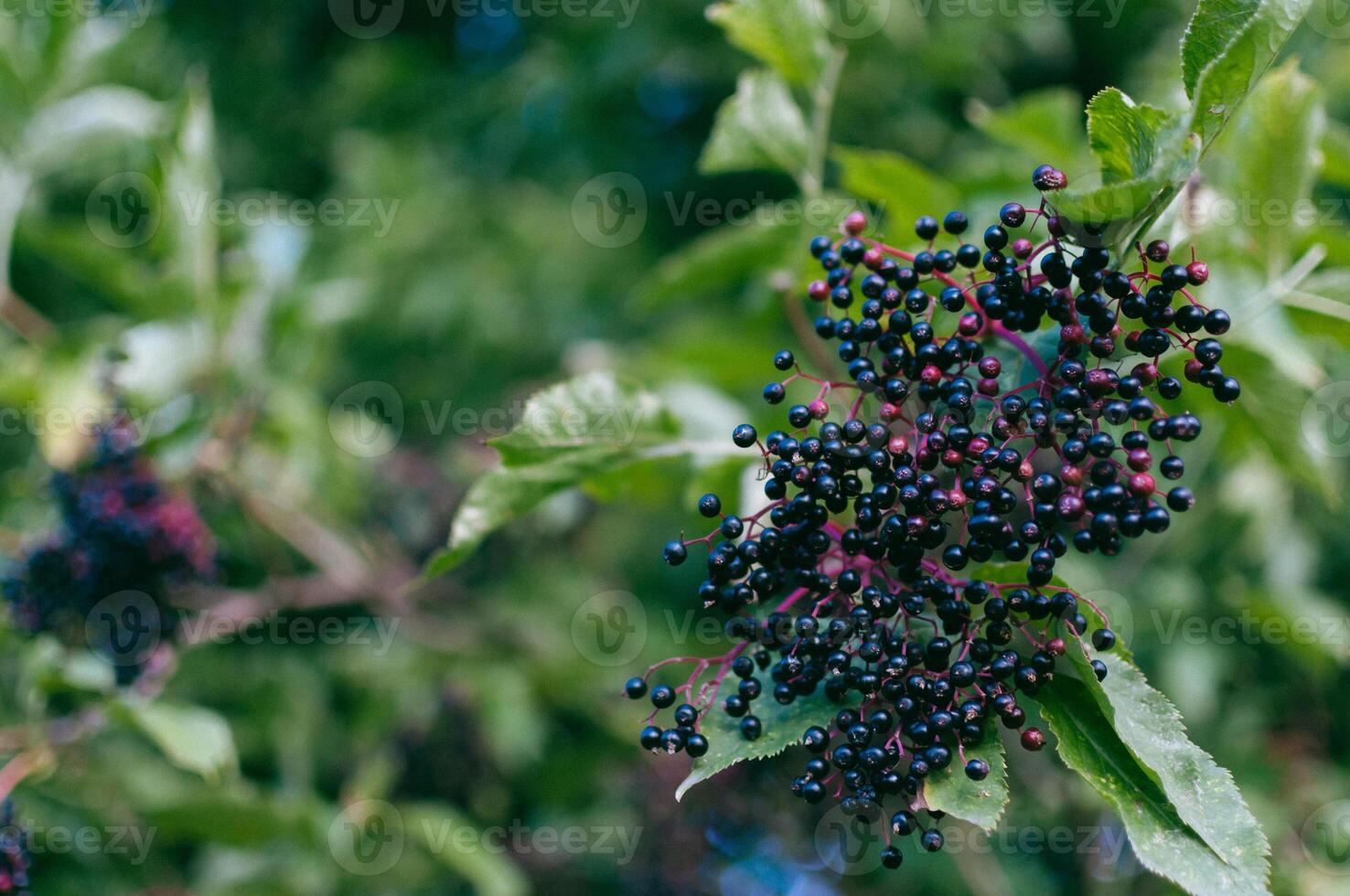A cluster of blue berries on a leaf photo
