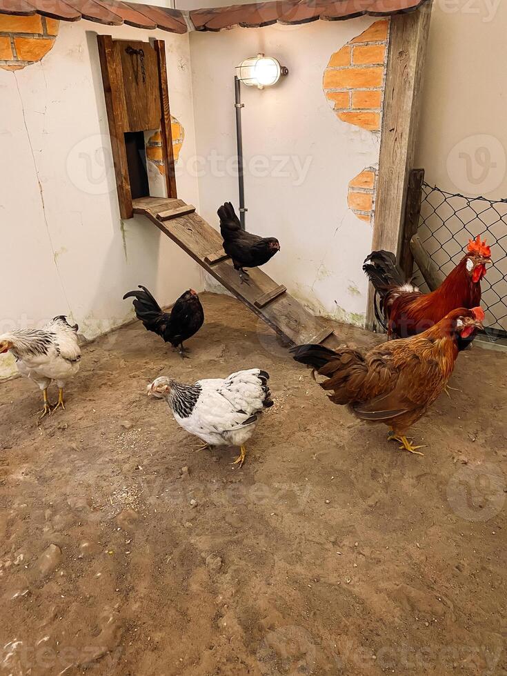 Group of chickens are standing in a dirt pen photo