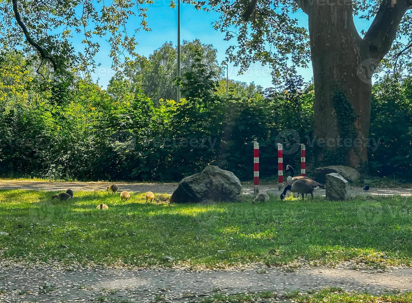 Group of geese are eating grass in a park photo
