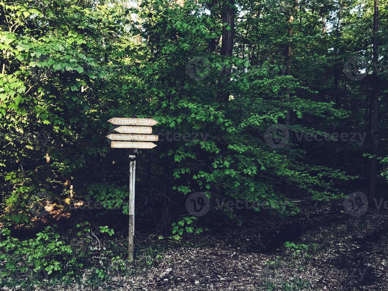 Sign with four arrows pointing in different directions is standing in a forest photo