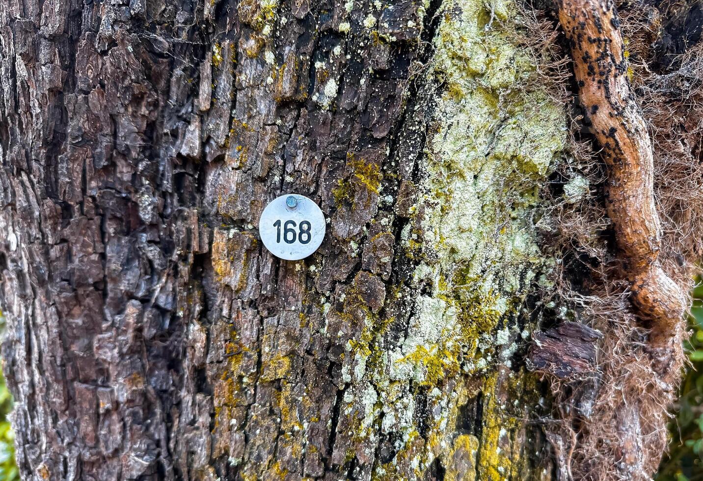Tree with a plaque on it that says number 168 photo