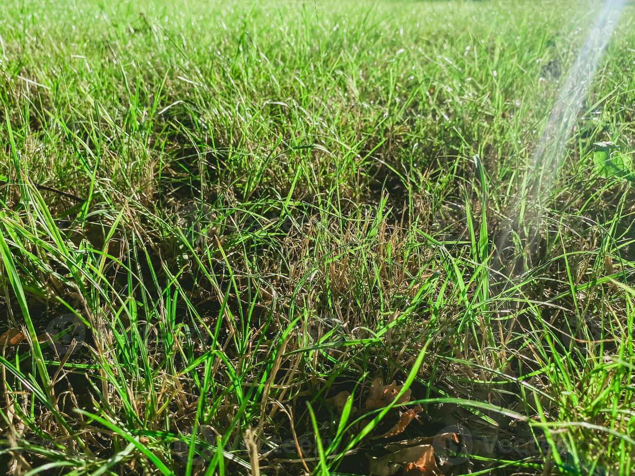 Field of grass with a sprinkler watering it photo