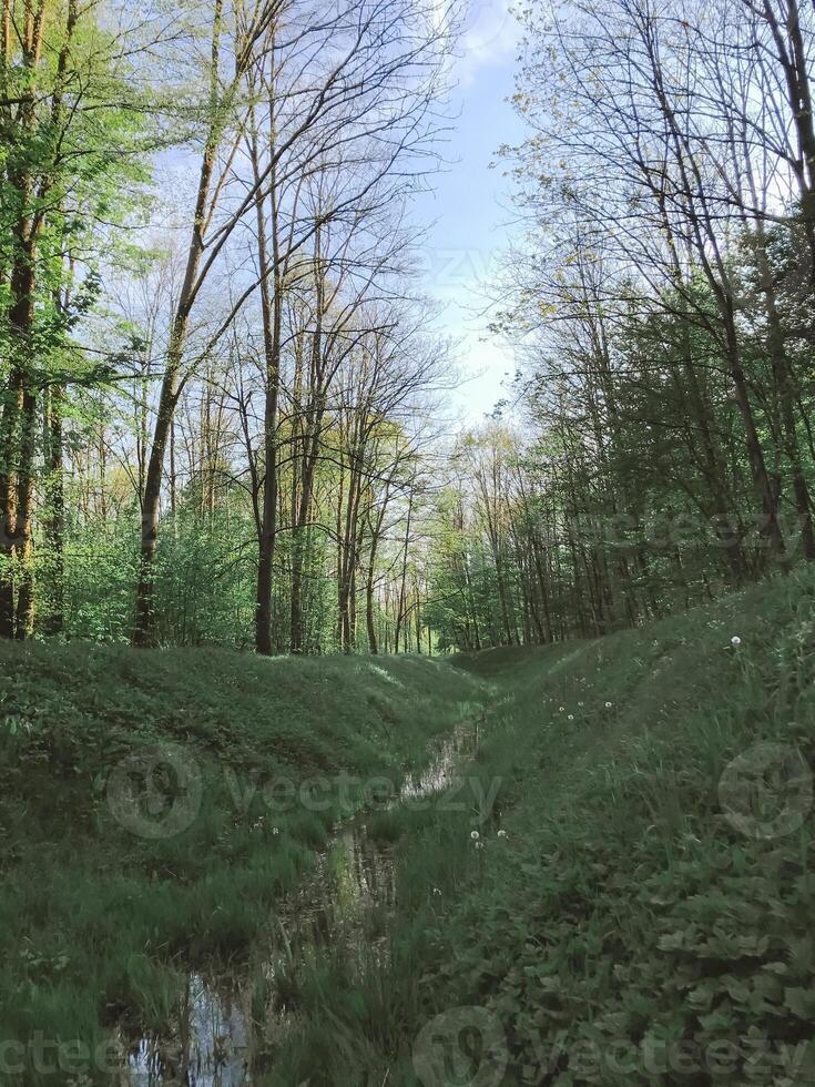 A forest path with a stream running through it photo