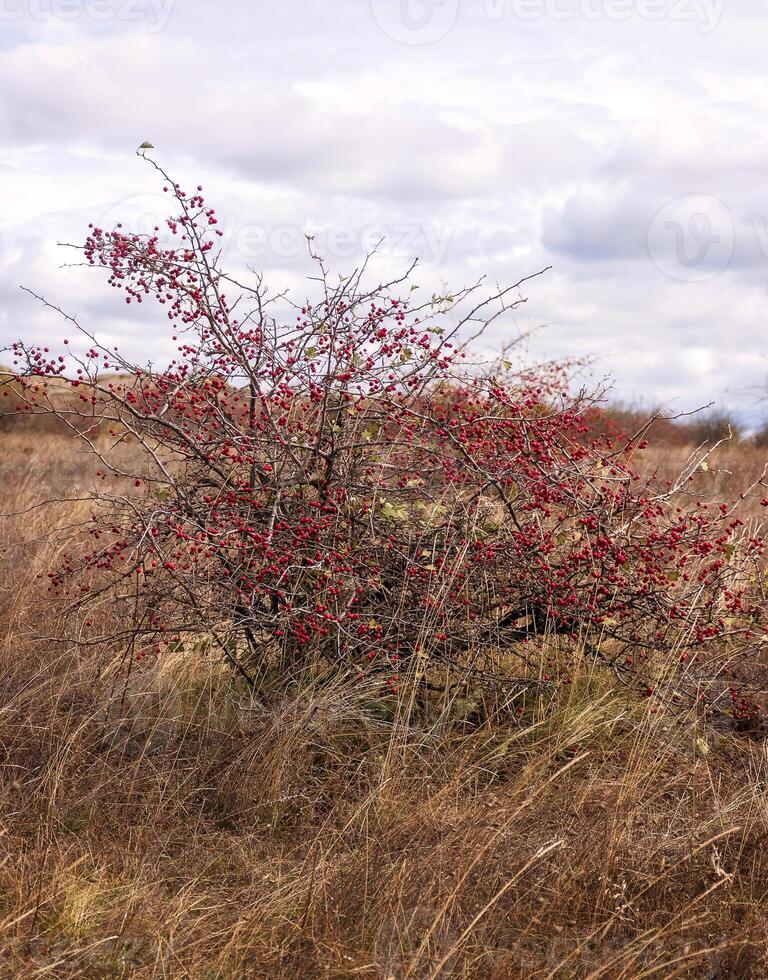 red berries growing on a branch in nature. ripe berries of the field. a large bush of berries in the middle of a meadow, on a sunny day. vertical photo