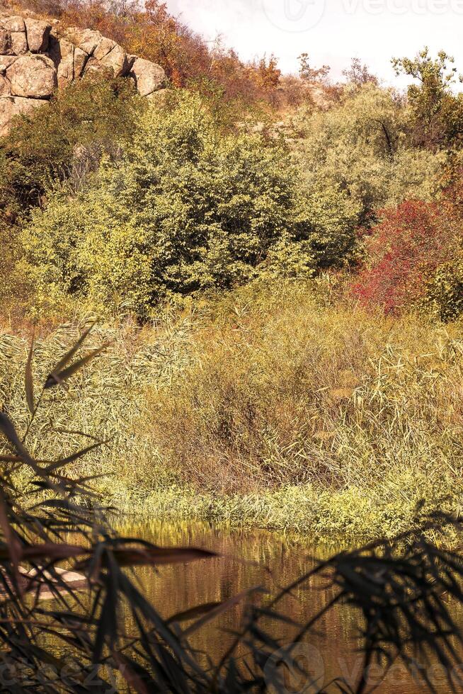 Beautiful stream among trees. stream flows in mountain valley. Aktovsky canyon, Ukraine. vertical photo