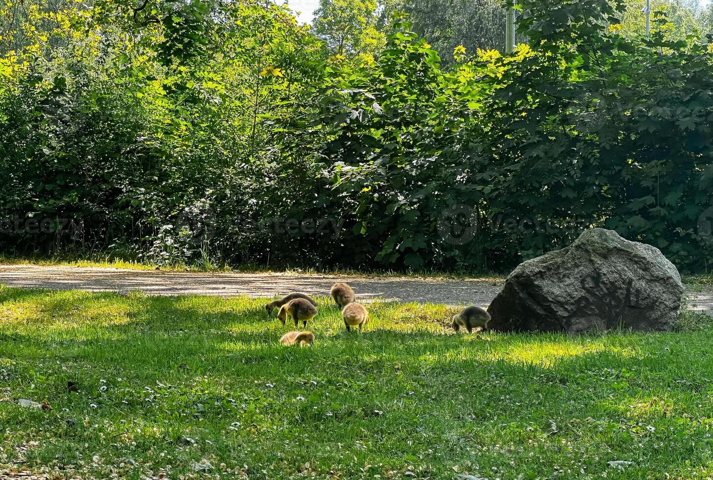 Group of baby birds are playing in a grassy area photo