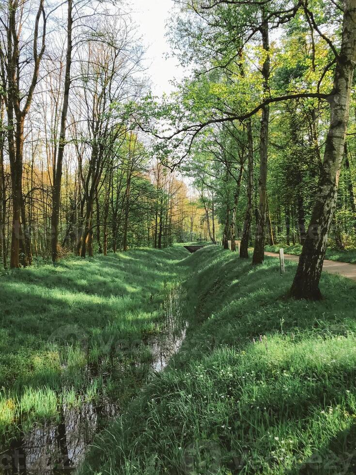 A forest with a stream running through it photo