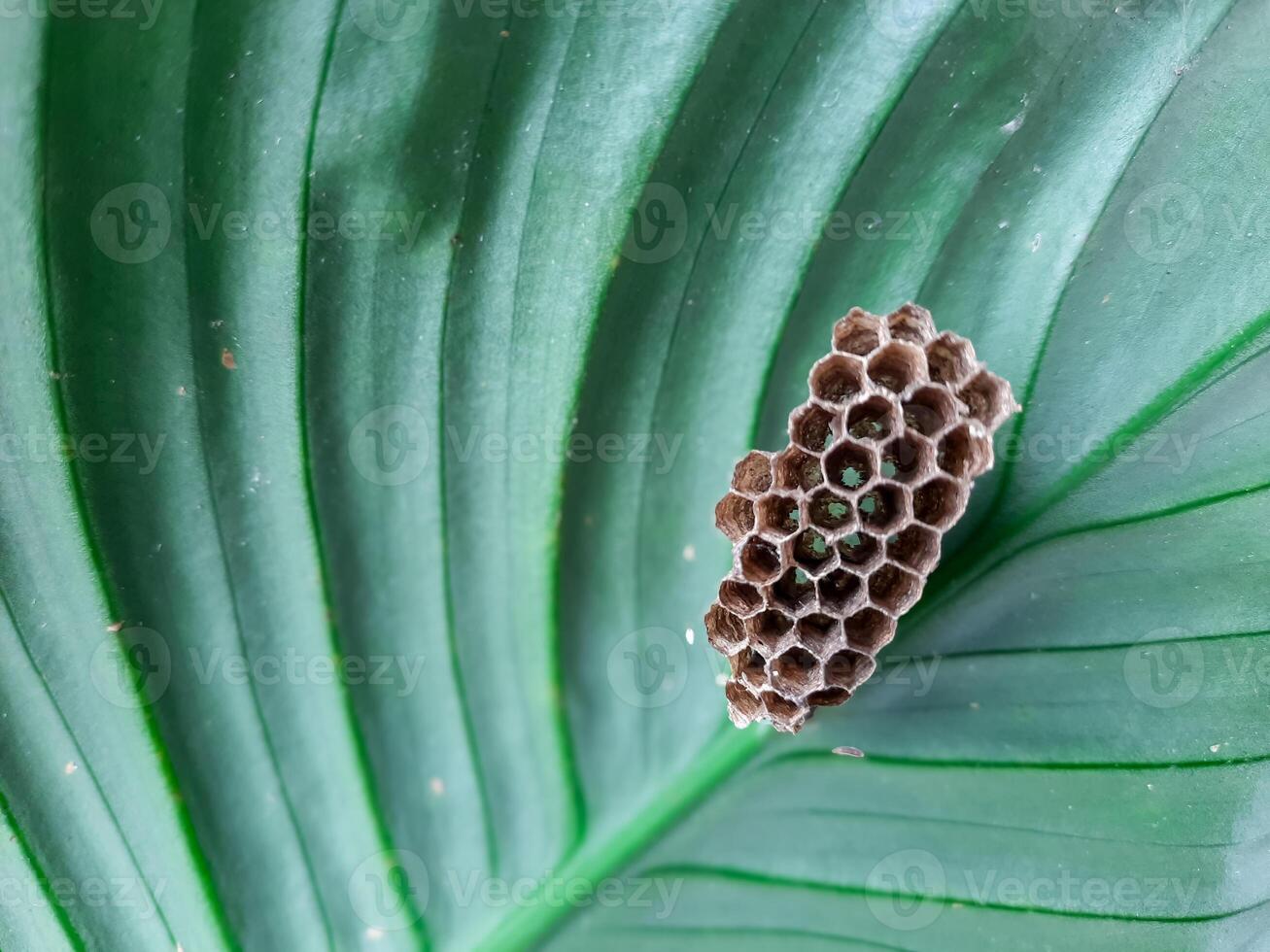 Wasp Nest on a Green Leaf photo