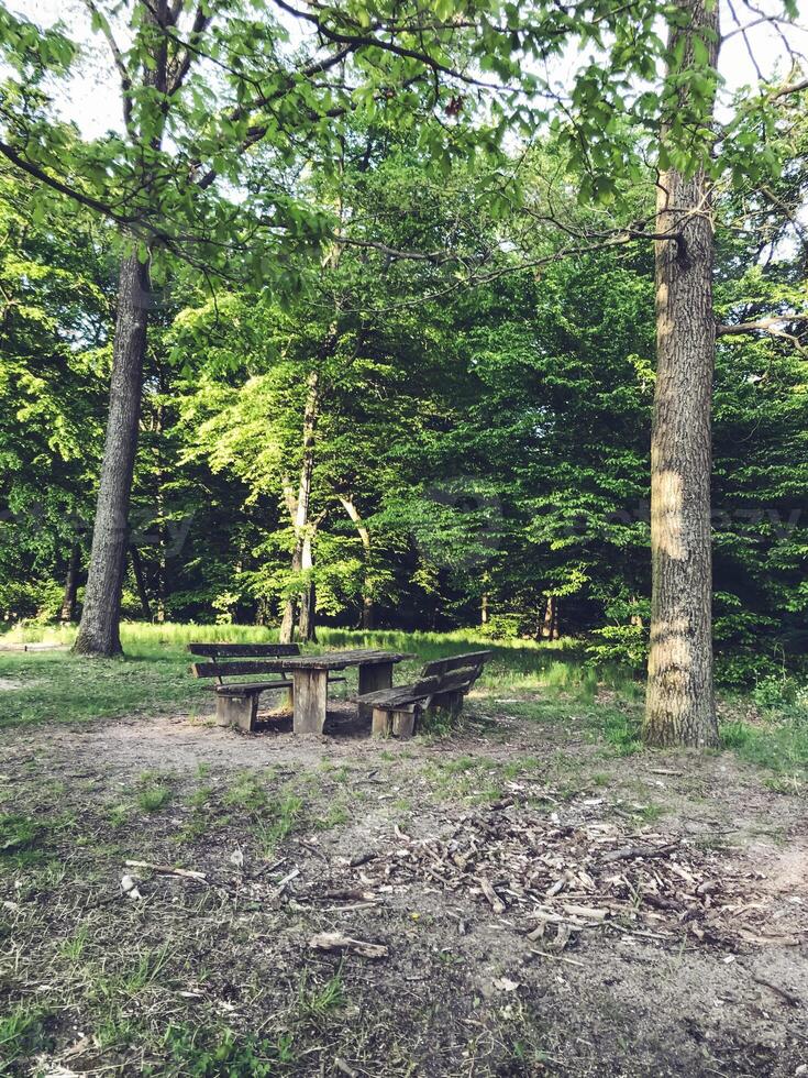 Wooden picnic table sits in a grassy field next to a forest photo