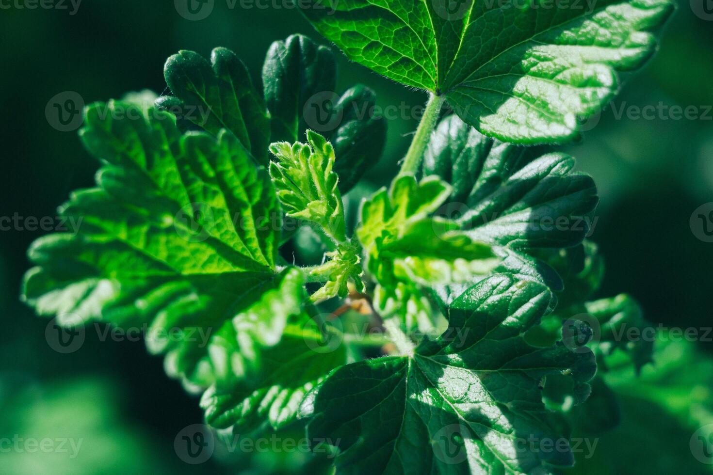 A leafy green plant with a stem and a leafy green stem photo