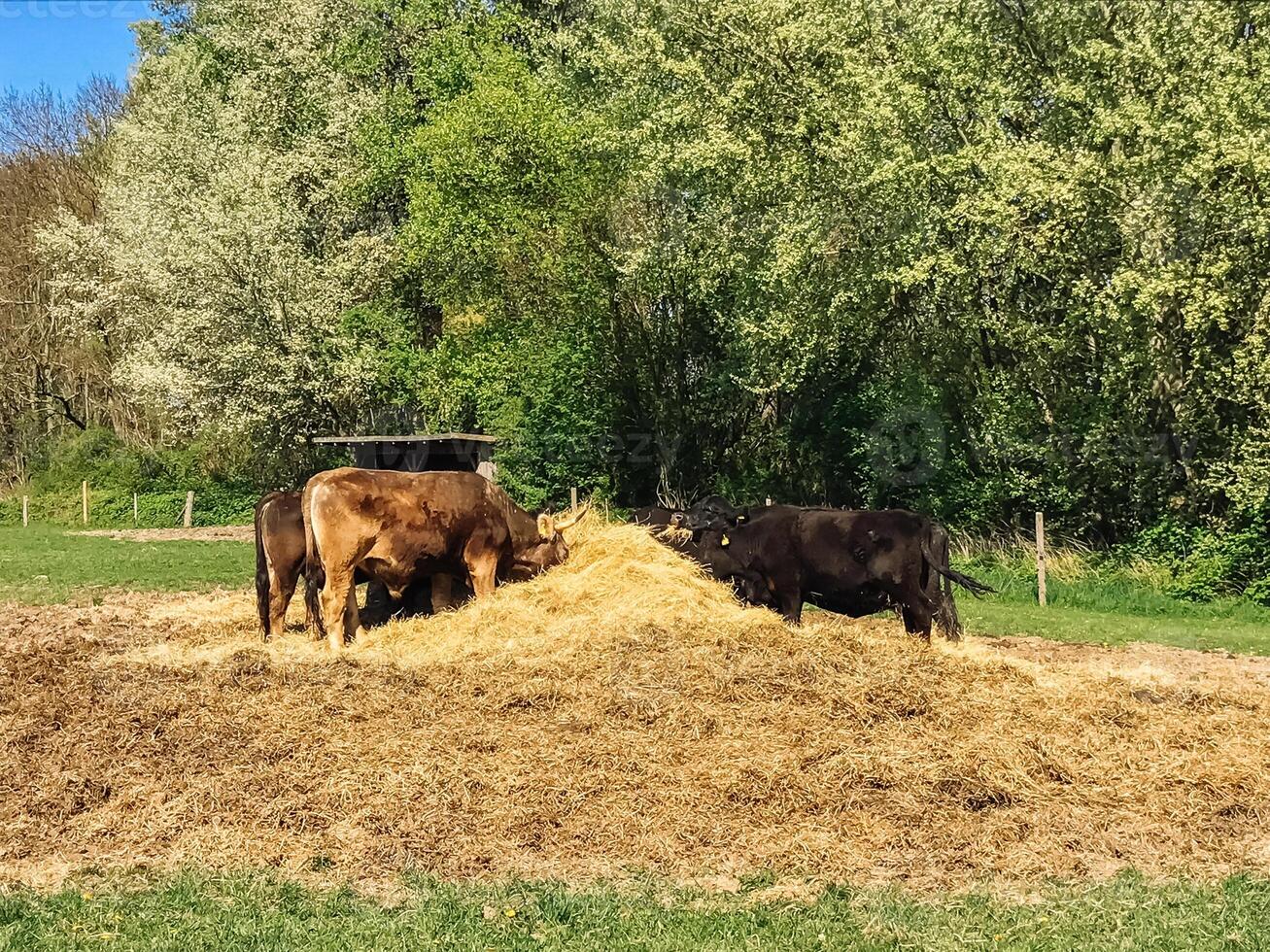 A group of cows are eating hay in a field photo