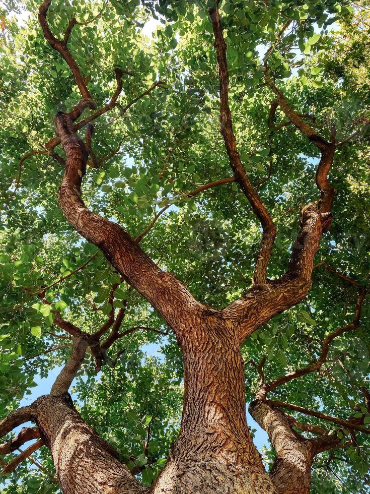 Tree with a trunk that is very thick and has a lot of leaves photo