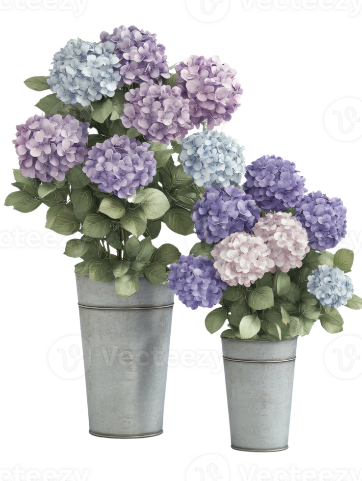 Two potted hydrangea plants with purple and blue blooms, displaying lush green foliage. png