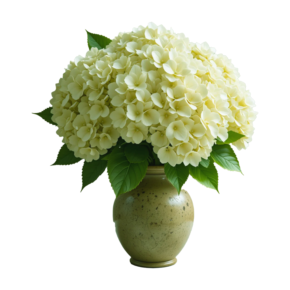 Lush White Hydrangea Bouquet in Sage Green Vase with Vibrant Green Leaves png