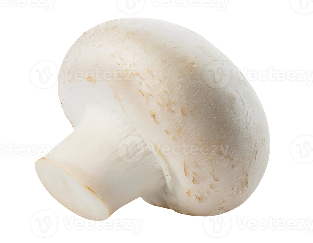 fresh white champignon mushroom, whole button mushroom, organic edible fungi, on isolated background png