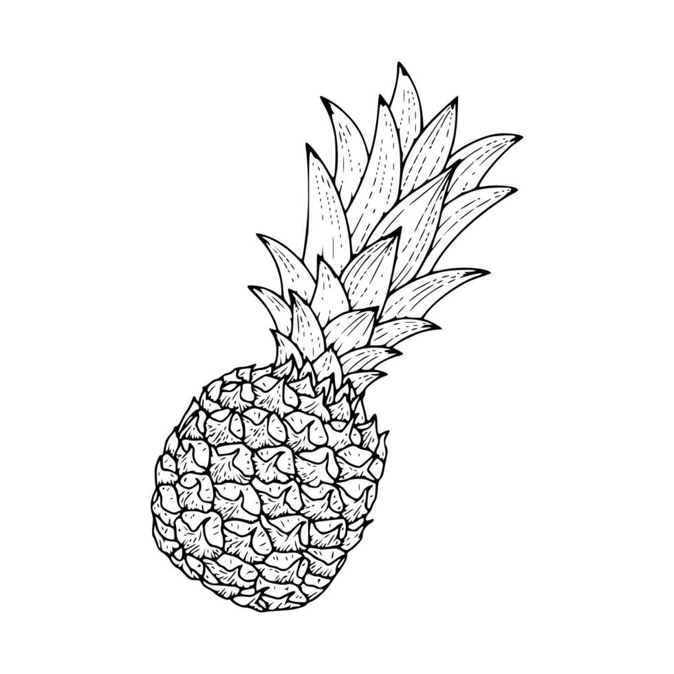 A pineapple coloring page vector