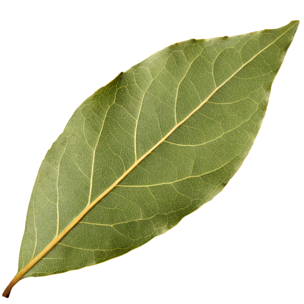 Fresh Indian Bay Leaf Isolated on Transparent Background png