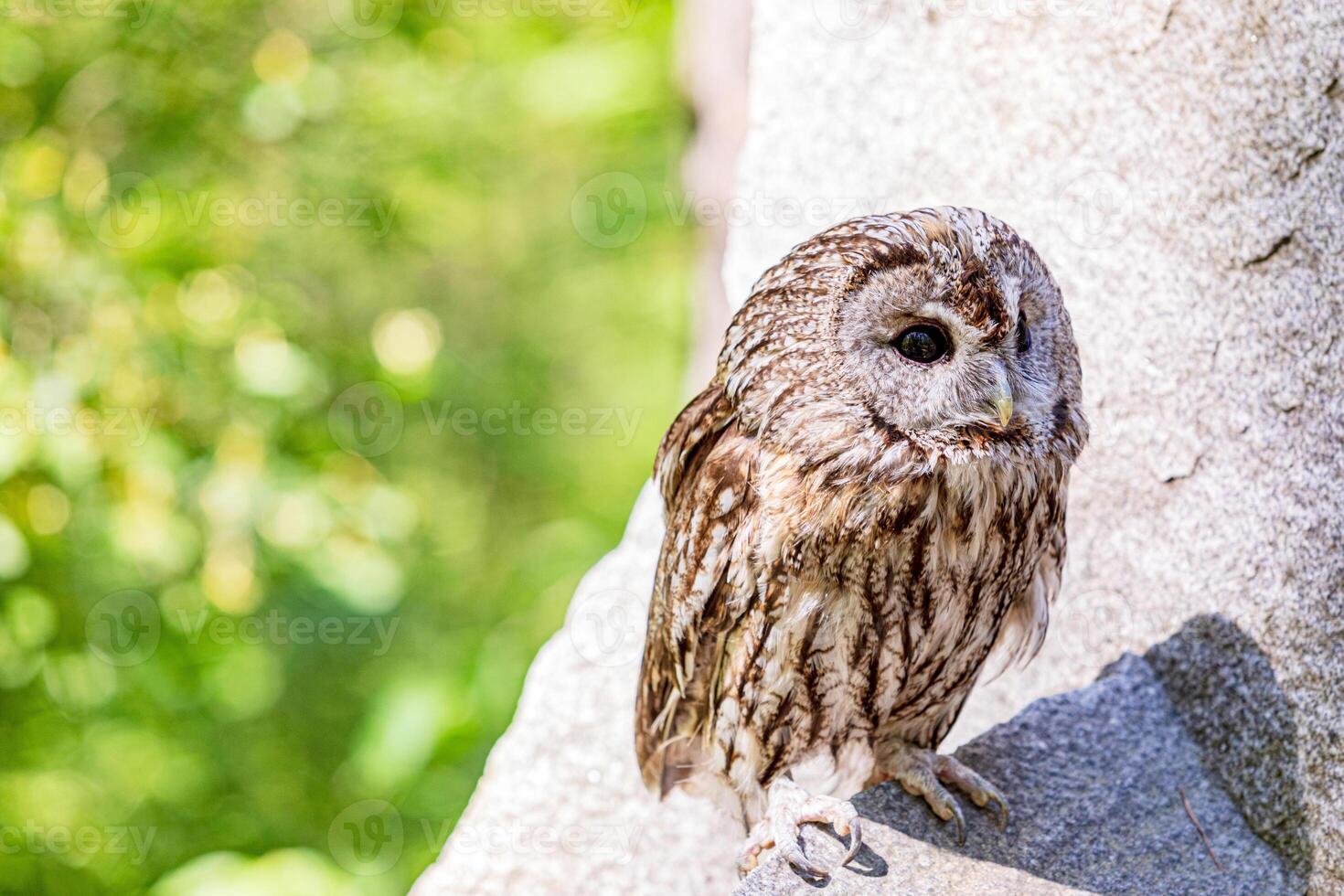 pretty Tawny owl nestled on stone ledge photo