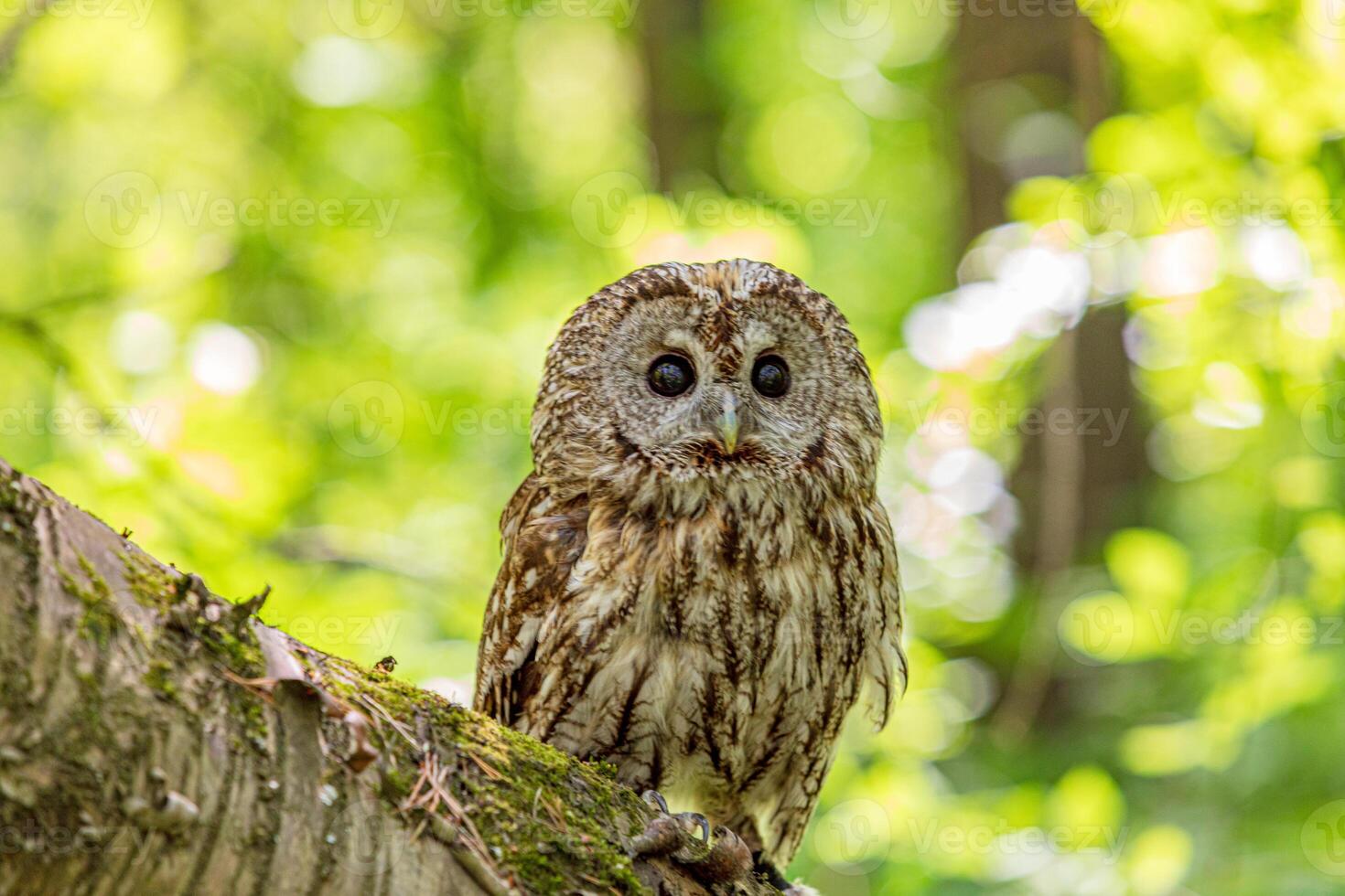 Trunk of fallen tree with tawny owl photo