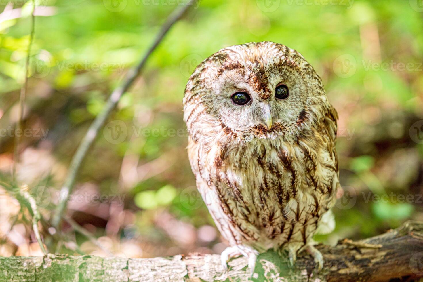 Tawny owl perched on downed tree photo