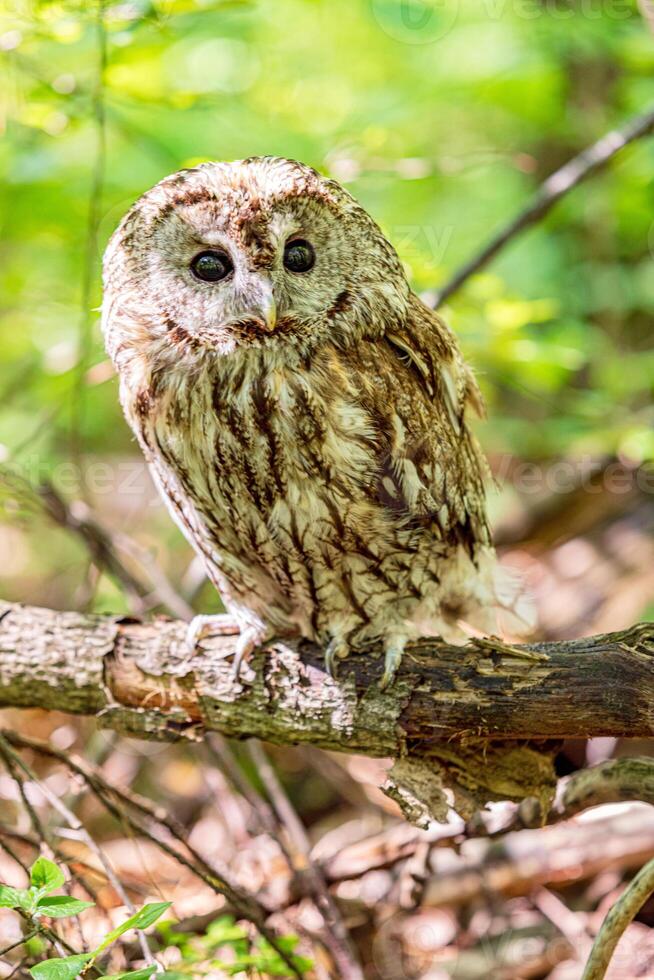 dramatic Tawny owl resting on fallen tree trunk photo