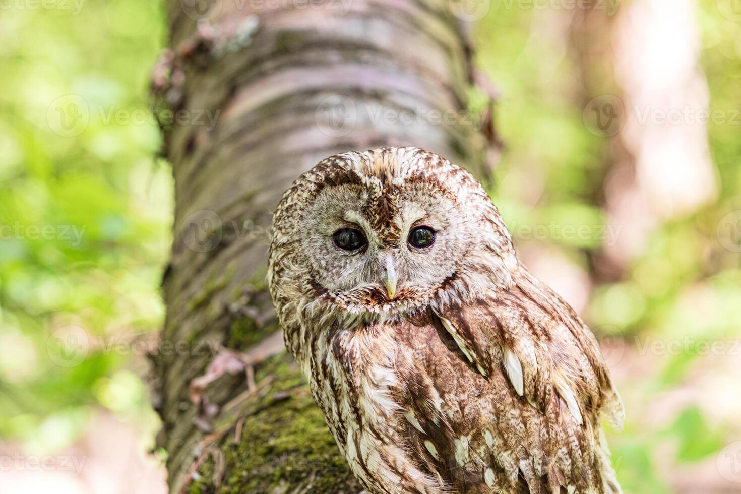 hypnotic Tawny owl resting on fallen tree trunk photo