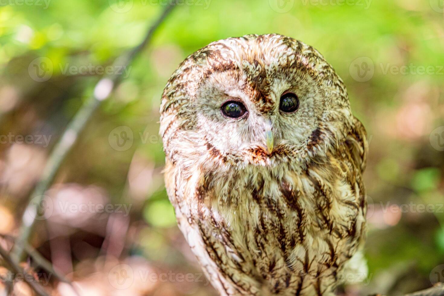 Tawny owl peering through hazy summer foliage photo