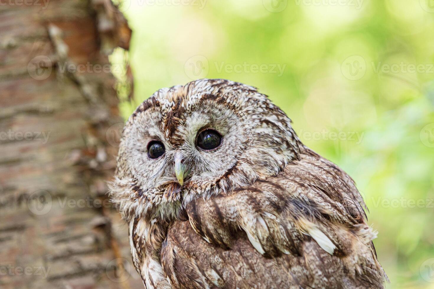 Stump in the forest and cute tawny owl photo