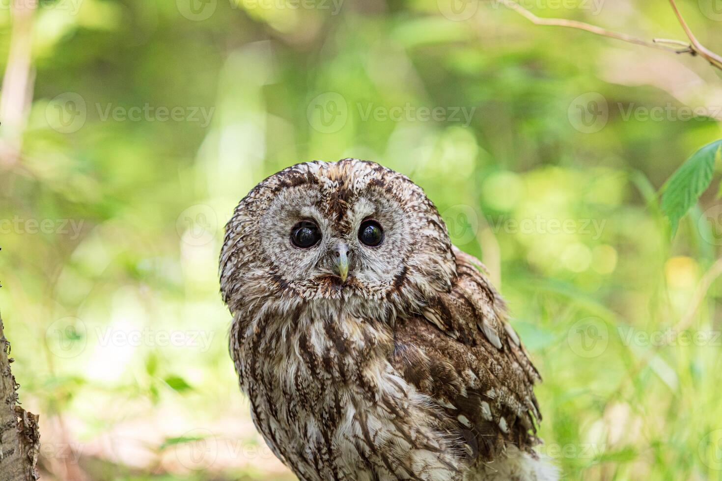 Tawny owl in nature with soft summer greenery blur photo