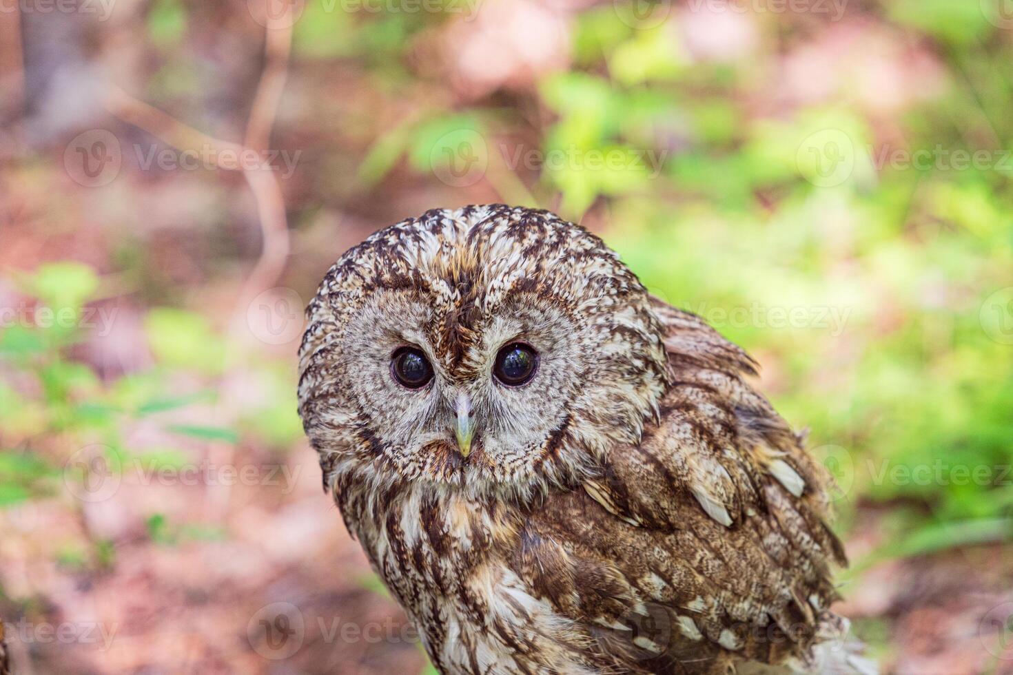 Tawny owl sitting amidst blurred summer foliage photo