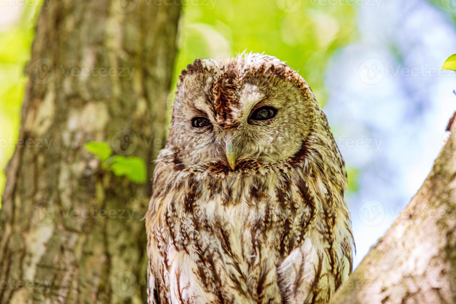 Tawny owl squinting in green forest photo