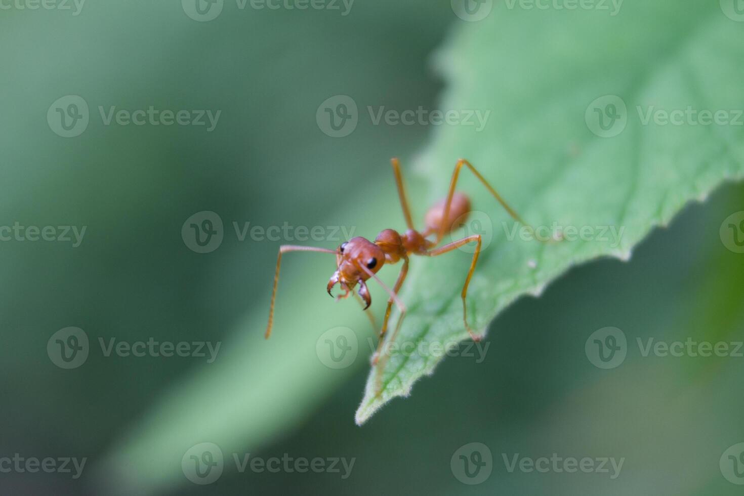 weaver ant on a leaf photo
