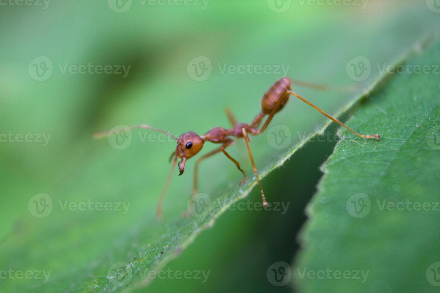 close up a red ant on a leaf photo