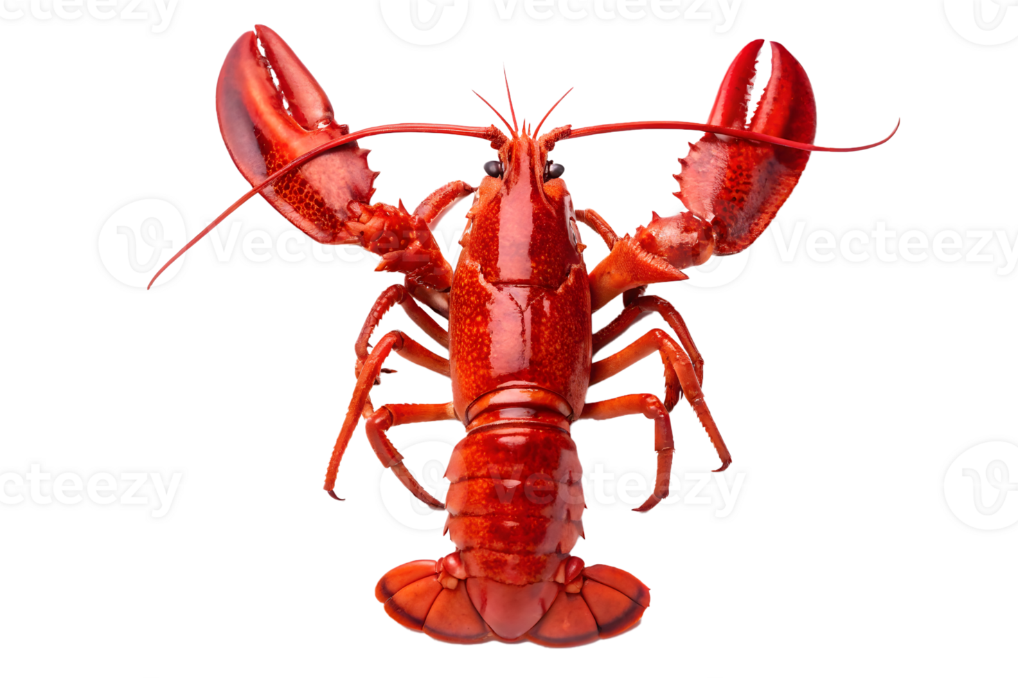 Whole boiled lobster in vivid red color, detailed and glossy. seafood and gourmet dining png