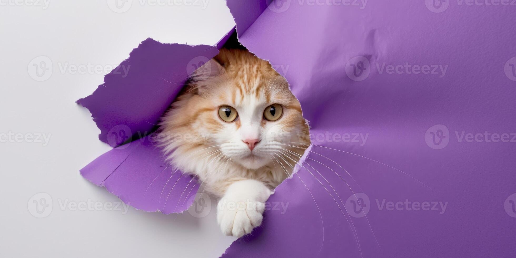 a cute white and ginger cat looking through a ripped hole in a purple paper. photo